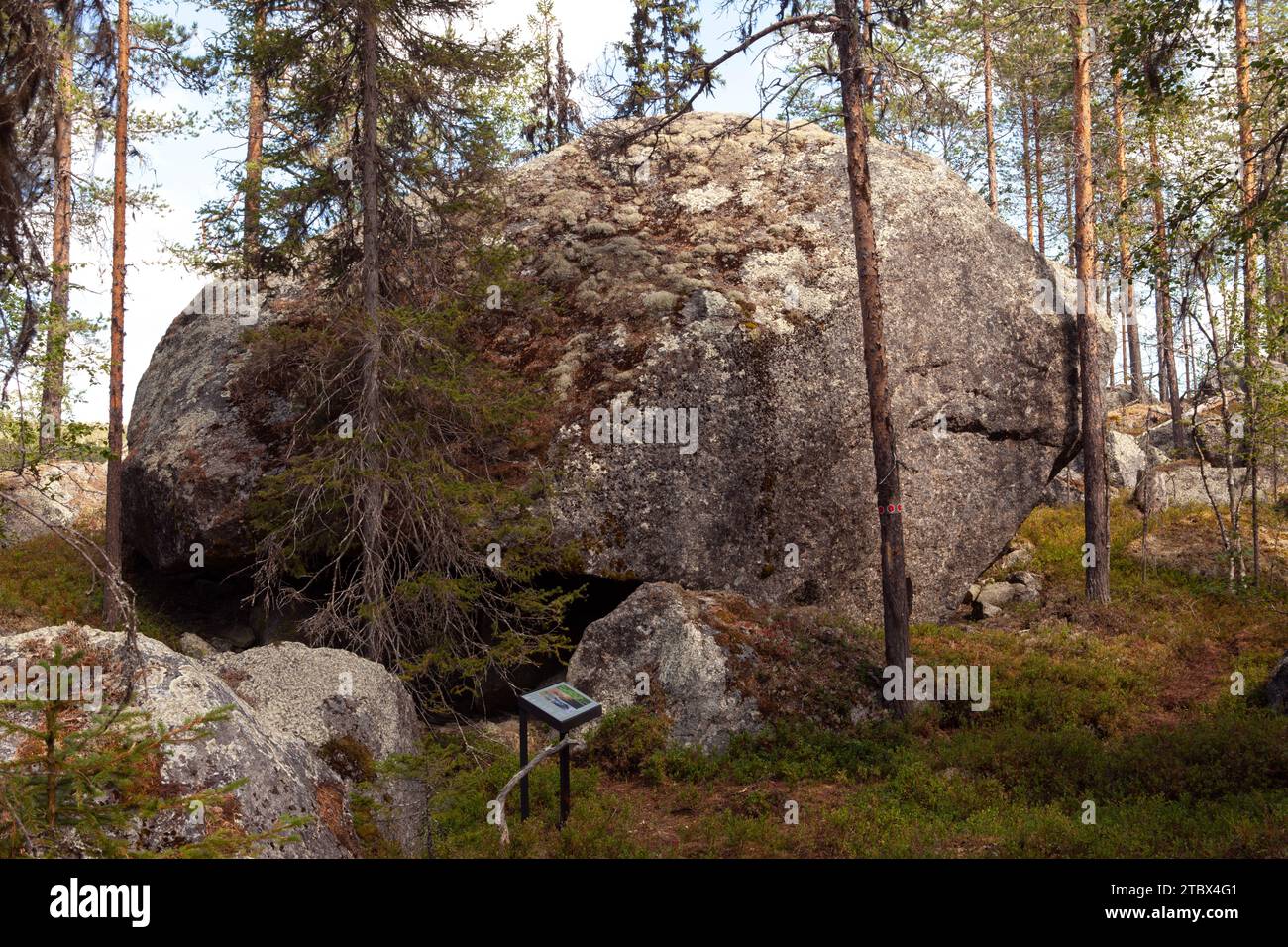 Massi enormi, vecchie piante in una foresta primordiale, foresta di serali tardivi. Sentieri e cartelli, paludi, licheni e vecchi alberi. Riserva naturale. Foto Stock