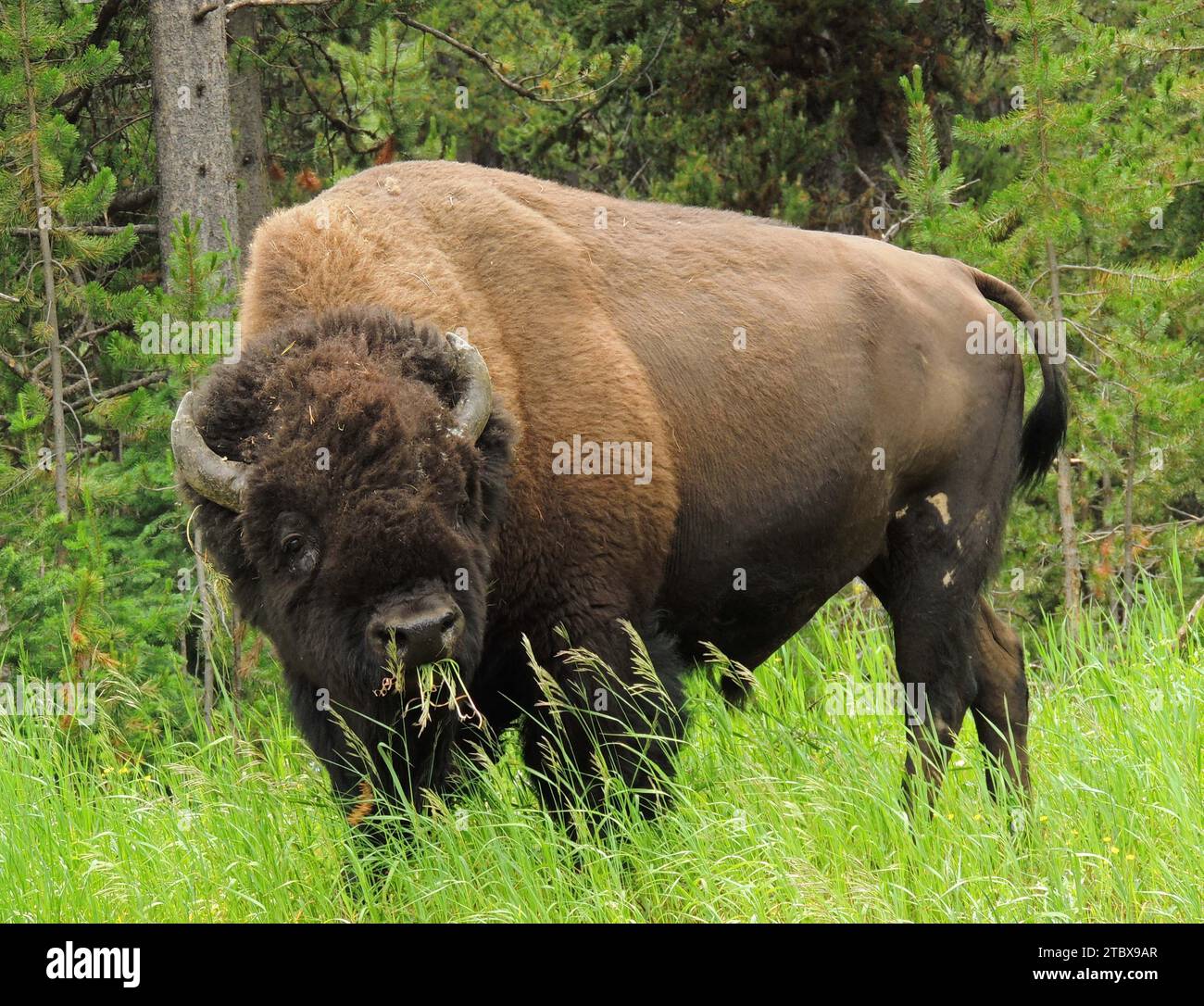 i bisonti selvatici che pascolano nell'erba verde in estate vicino al ponte di pesca nel parco nazionale di yellowstone, wyoming Foto Stock