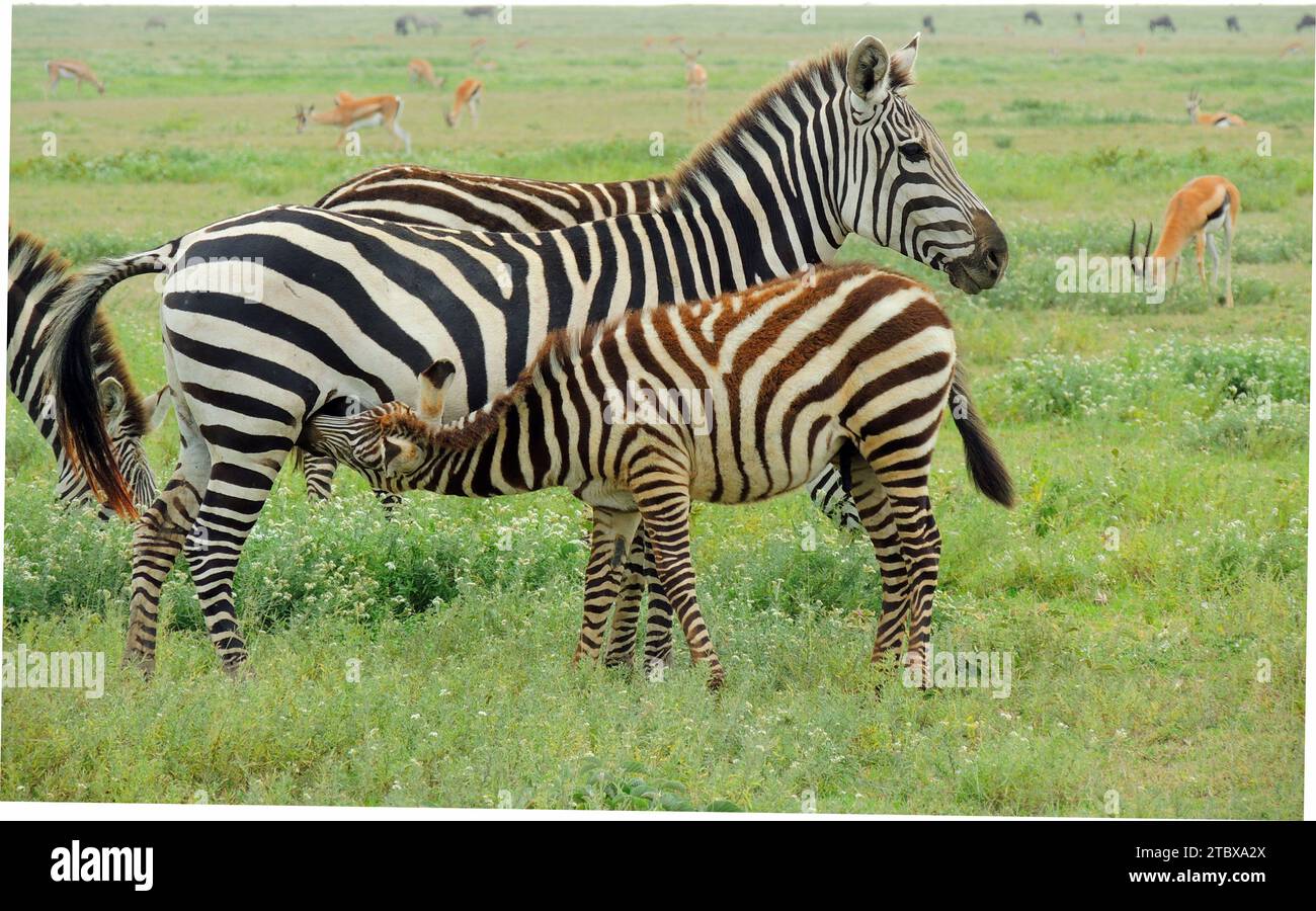 giovane zebra infermiera della madre nel parco nazionale savannah del serengeti, tanzania, africa orientale Foto Stock