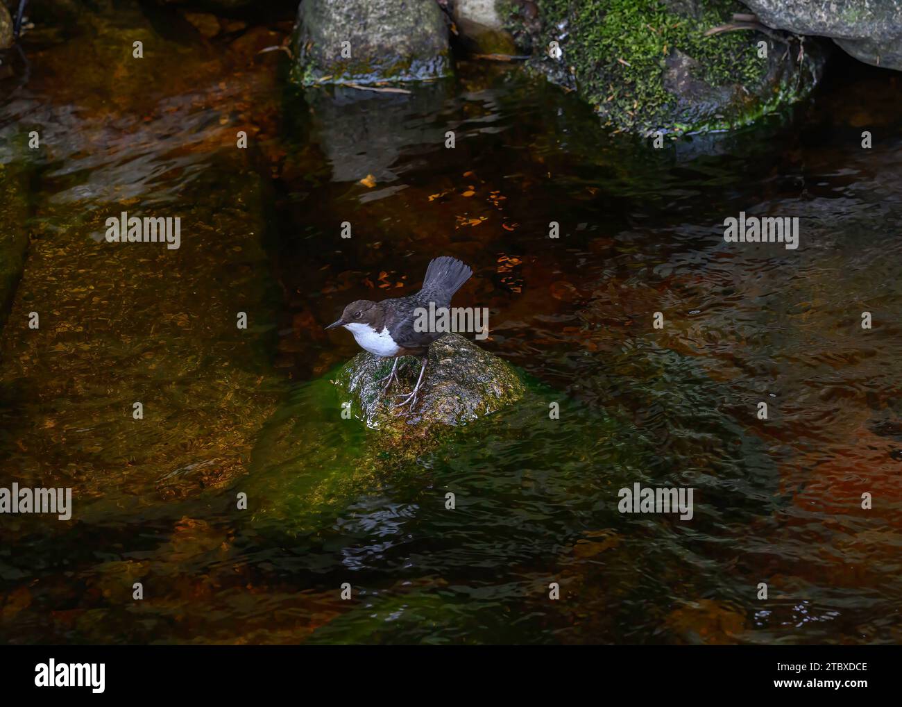 Dipper (Cinclus cinclus gularis) on small burn, Dumfries, SW Scotland. Foto Stock