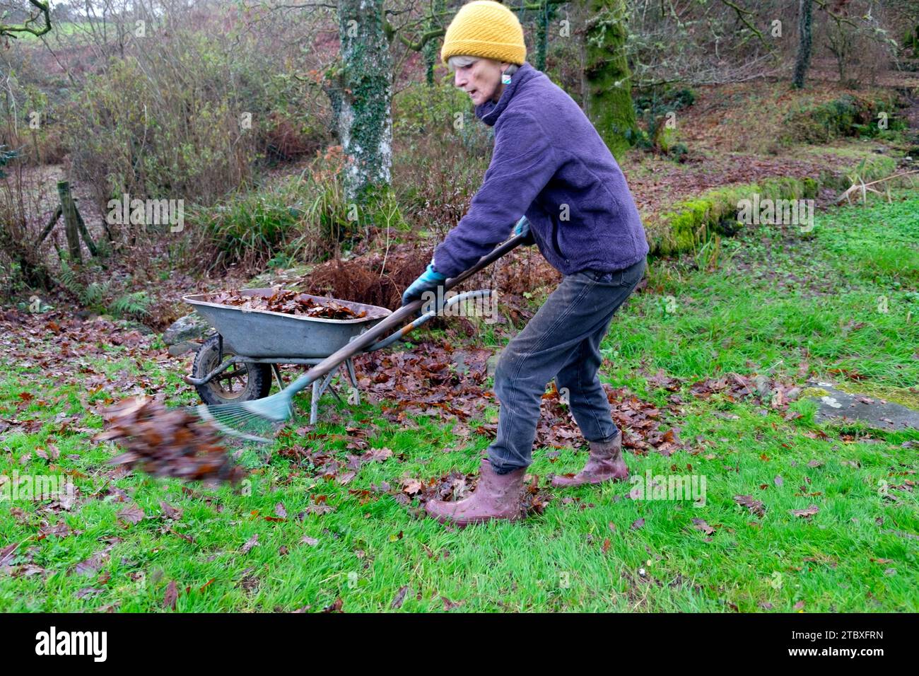 Donna anziana che rastrella foglie autunnali dal prato del giardino di campagna utilizzando la carriola di rastrello a novembre Carmarthenshire Galles Regno Unito Gran Bretagna KATHY DEWITT Foto Stock