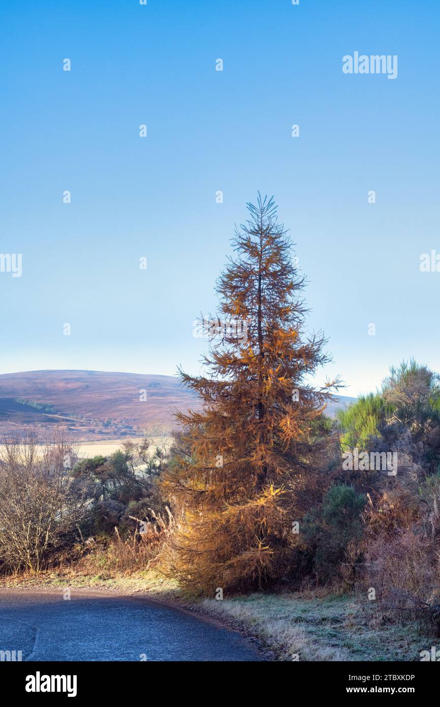 Larice autunnale alla luce del mattino. Morayshire, Scozia Foto Stock