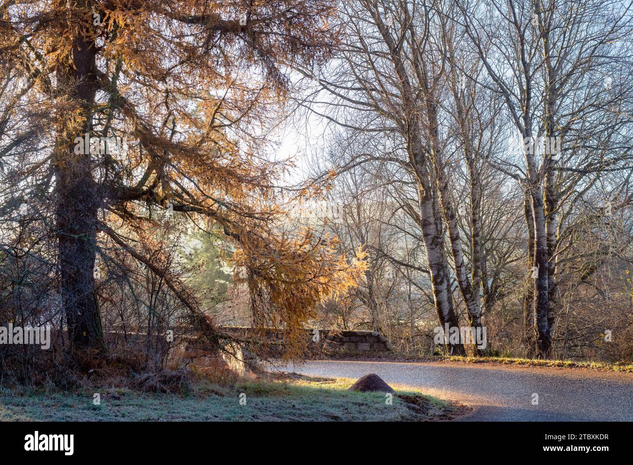 Larice autunnale alla luce del mattino. Morayshire, Scozia Foto Stock