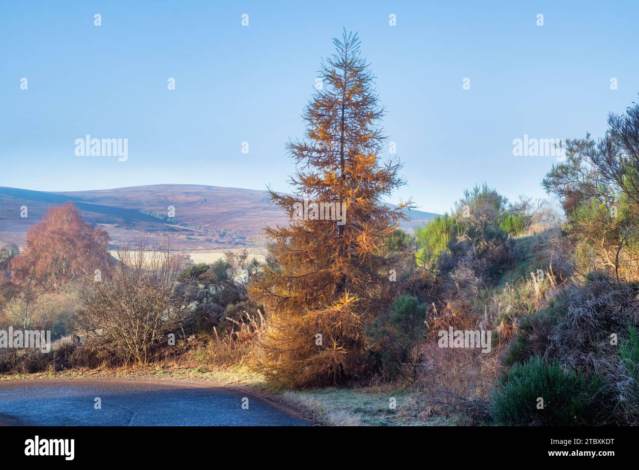 Larice autunnale alla luce del mattino. Morayshire, Scozia Foto Stock