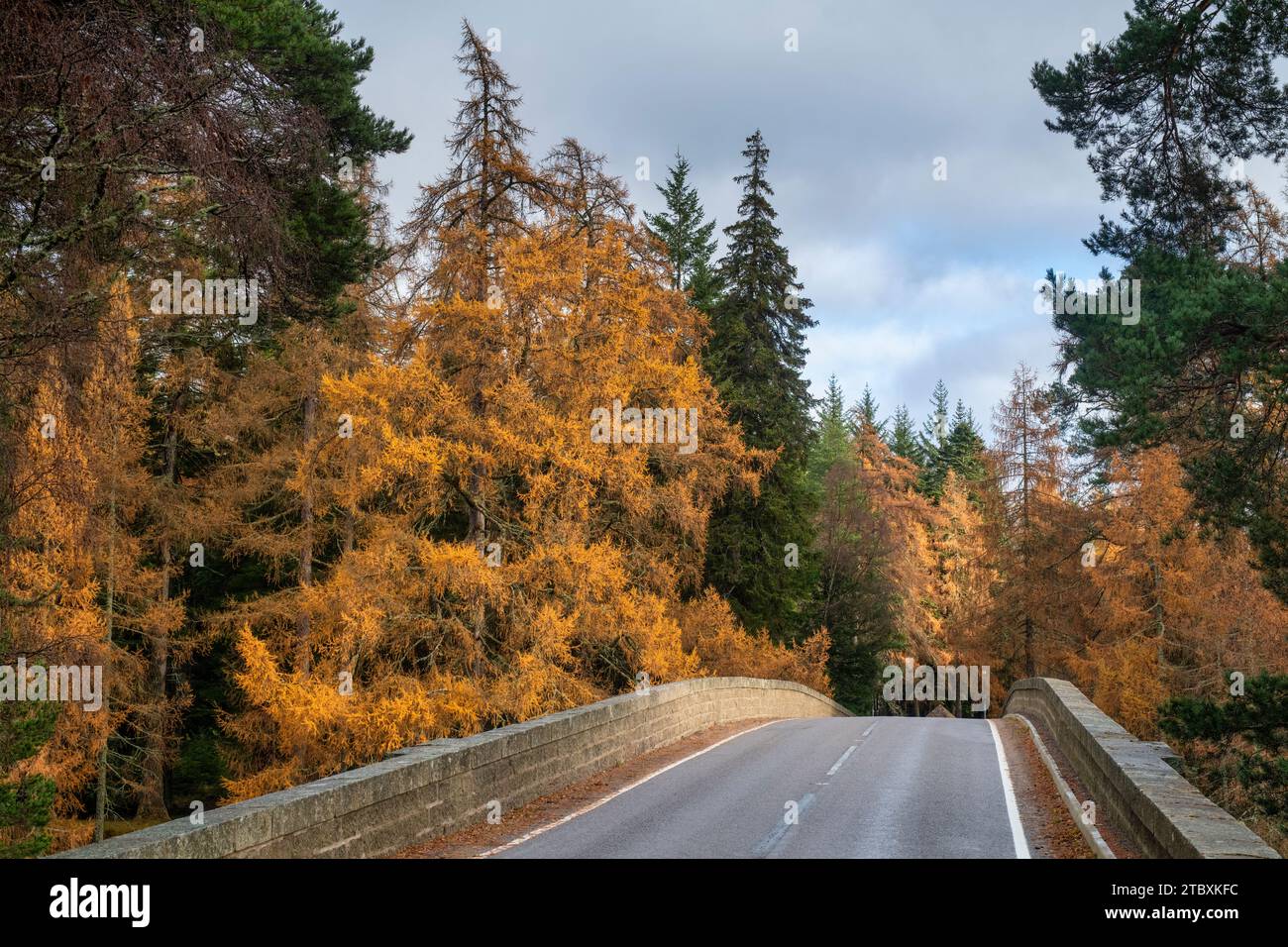 Alberi di Larch autunnali e l'Invercauld Bridge. Aberdeenshire, Scozia Foto Stock