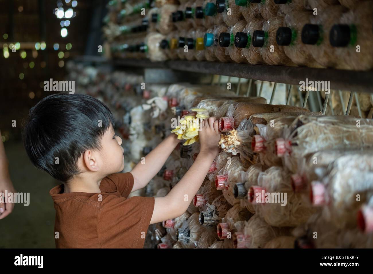 Piccolo ragazzo asiatico che si diverte a raccogliere funghi nella fabbrica di funghi. Foto Stock