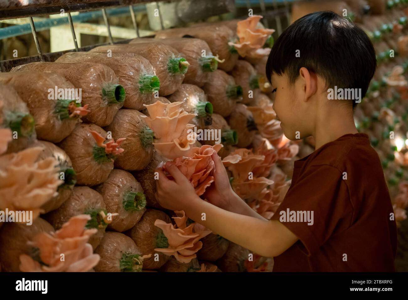 Piccolo ragazzo asiatico che si diverte a raccogliere funghi nella fabbrica di funghi. Foto Stock