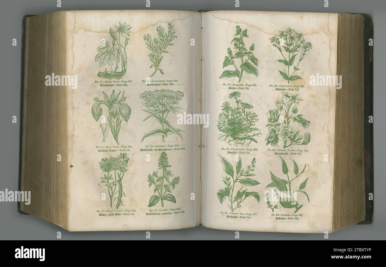 Vecchio libro, piante e pagine vintage in biologia per lo studio medico o la storia delle erbe sullo sfondo di uno studio. Primo piano del romanzo storico Foto Stock