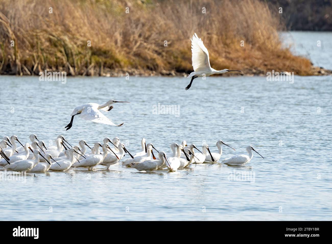 HEFEI, CINA - 9 DICEMBRE 2023 - sciami di spugne eurasiatiche abitano una zona umida ecologica a Hefei, provincia di Anhui, Cina, 9 dicembre 2023. Foto Stock