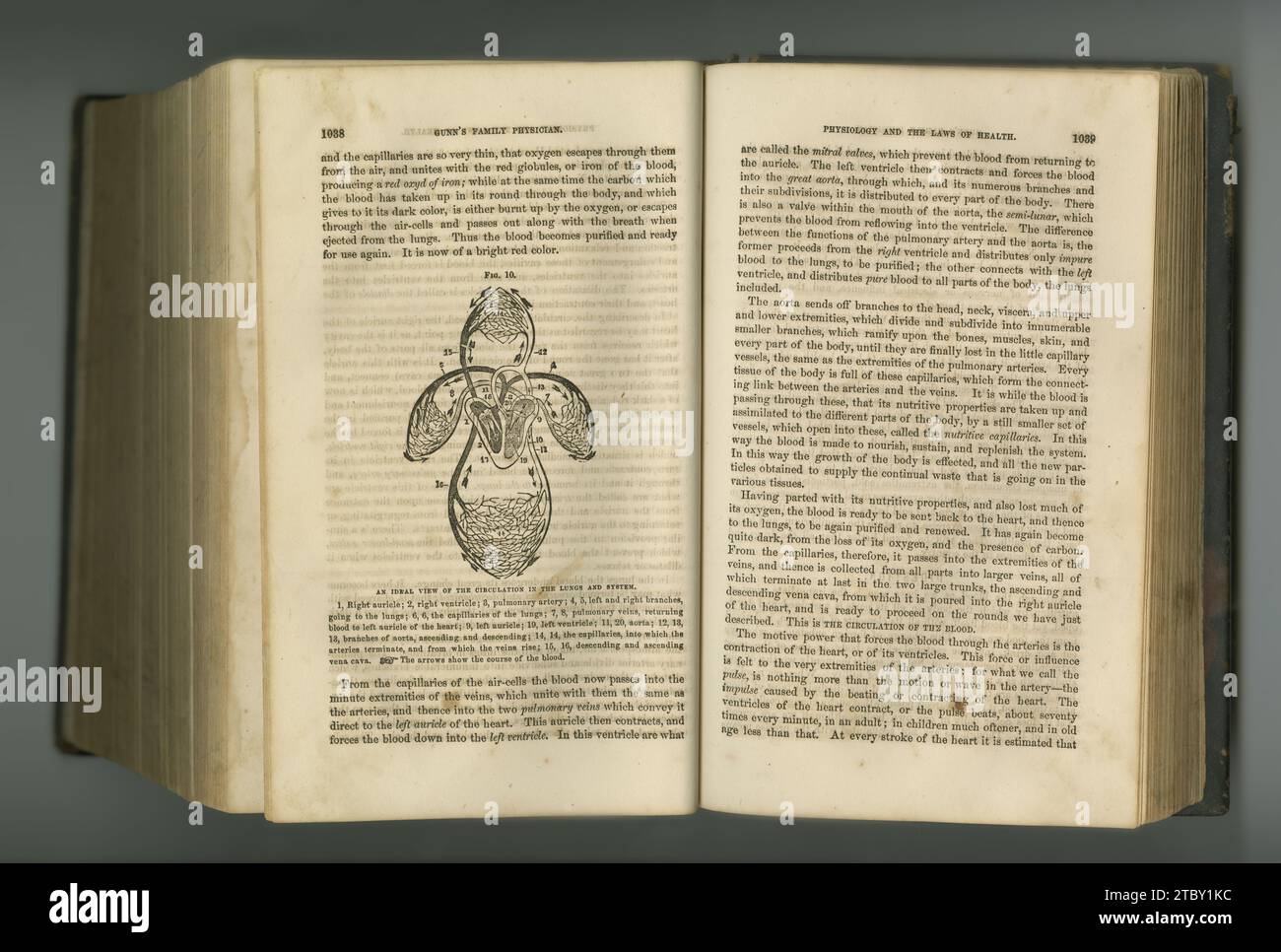 Vecchio libro, vintage e rivista medica per lo studio della salute o l'anatomia in manoscritti, antiche scritture o letteratura sullo sfondo di uno studio Foto Stock