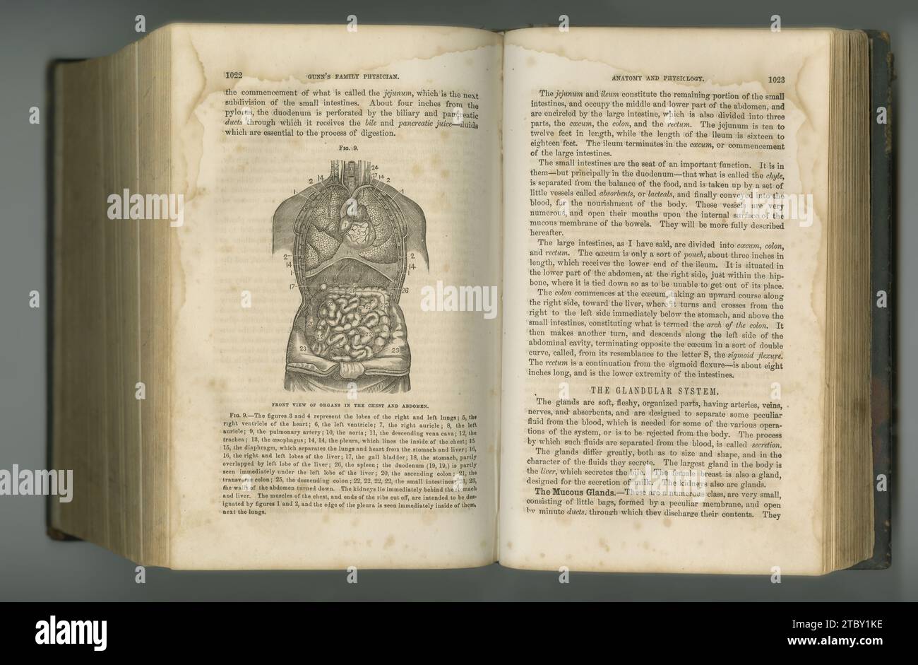 Antico libro, vintage e studio di anatomia del sistema digestivo in manoscritti, antiche scritture o letteratura sullo sfondo di uno studio. Romanzo storico Foto Stock