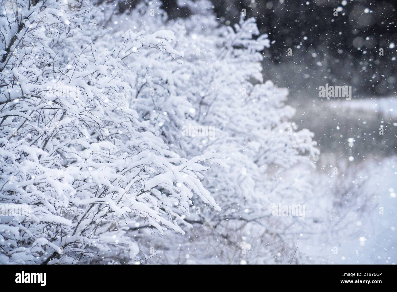 Rami di cespugli ricoperti di neve catturano la bellezza serena dell'inverno. Foto Stock