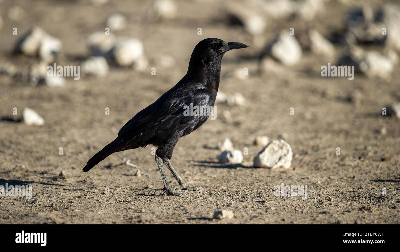 Cape Crow (Corvus capensis) Parco transfrontaliero di Kgalagadi, Sudafrica Foto Stock