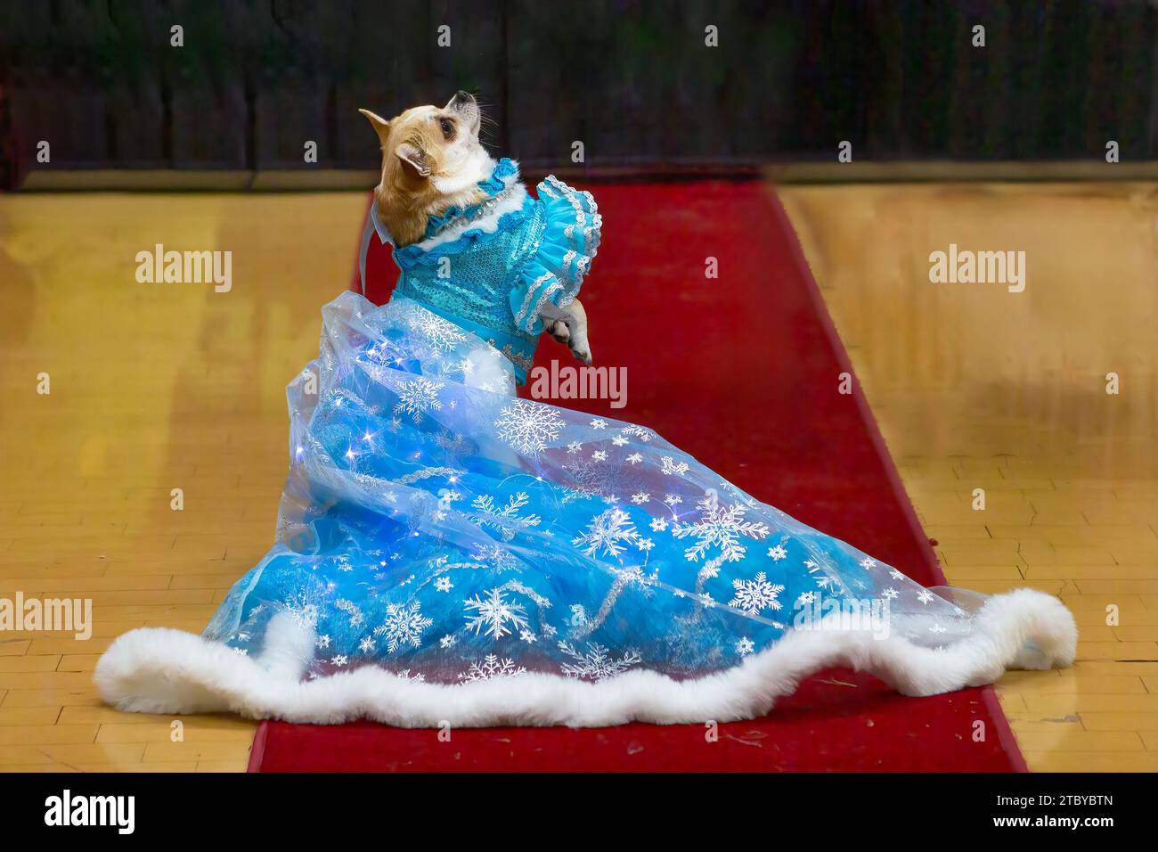 Un cane Chihuahua vestito con un abito da principessa blu adornato con fiocchi di neve completo di finiture in pelliccia bianca, che si arrampica su un tappeto rosso durante una sfilata di moda per animali domestici Foto Stock