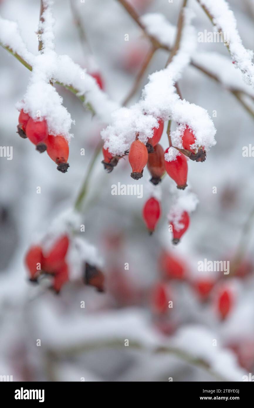 Rosa rosso brillante con una spolverata di neve in inverno Foto Stock