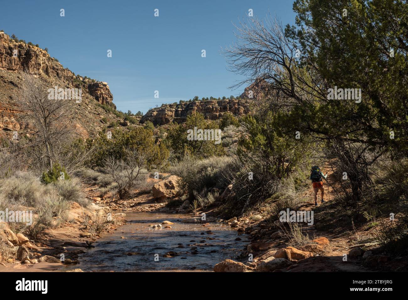 L'escursionista sale lungo Coal Pits Wash nel Parco Nazionale di Zion Foto Stock