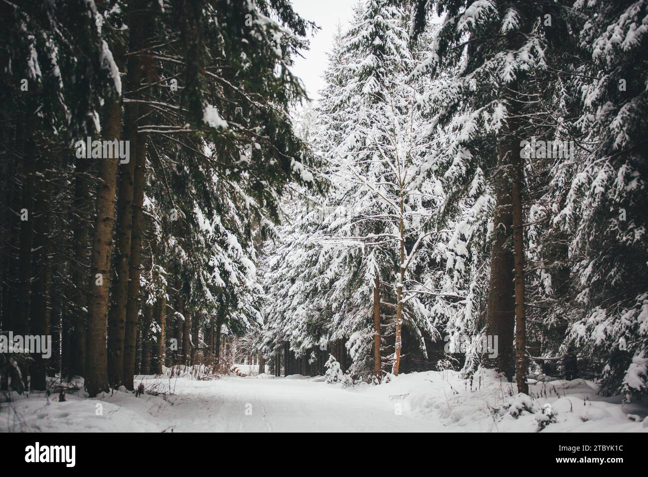 Inverno nella foresta. Waldviertel, Austria Foto Stock