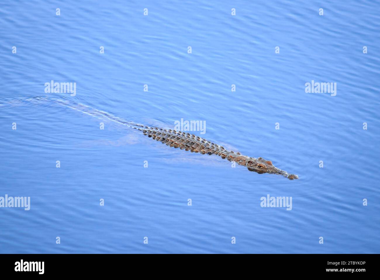 Coccodrillo del Nilo (Crocodylus niloticus) che nuota nel fiume, Parco Nazionale di Kruger, Sudafrica Foto Stock