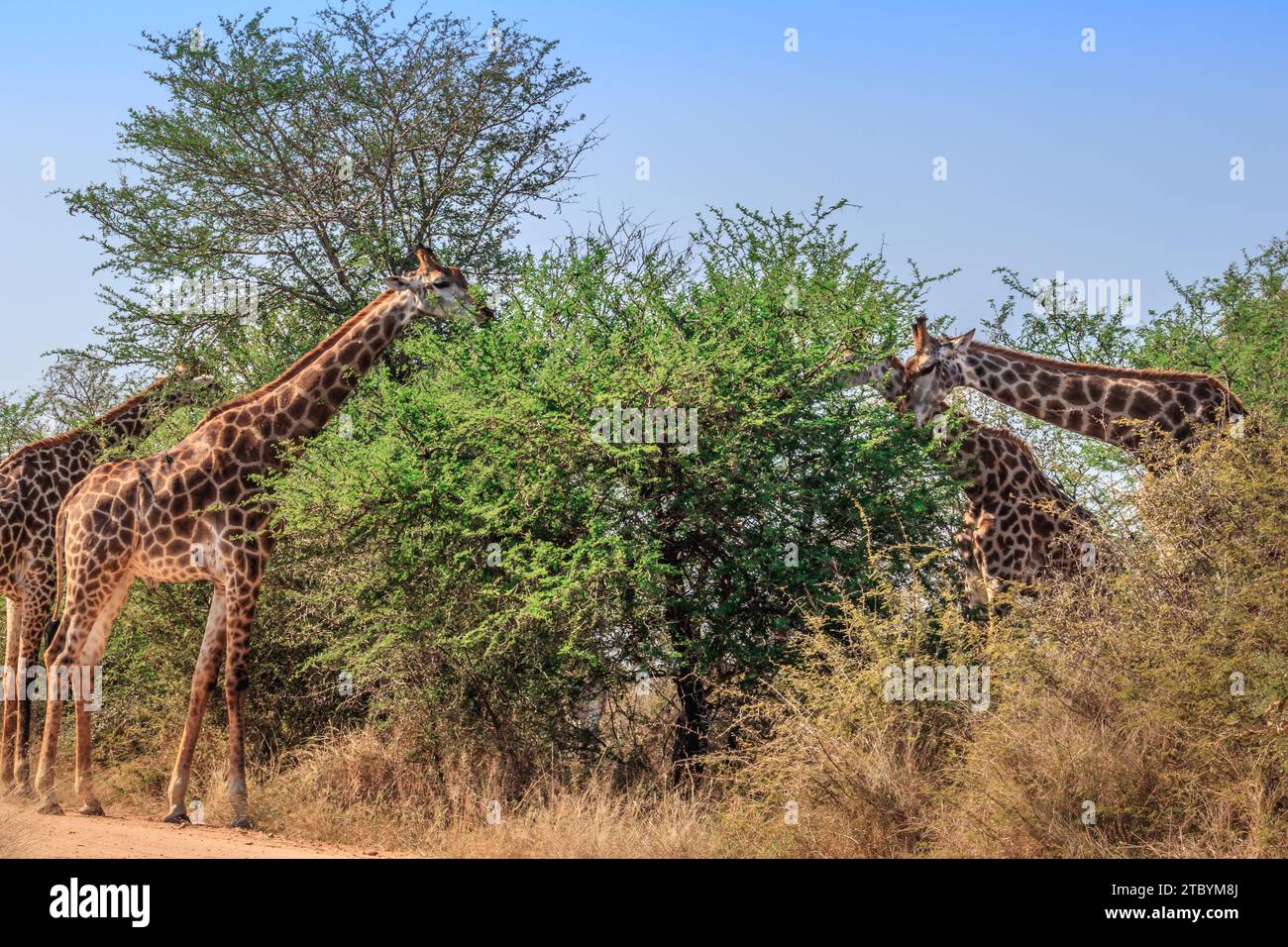 Giraffa sudafricana (Giraffa camelopardalis giraffa) che pascolano su bellissimi alberi di acacia verde, Parco Nazionale di Kruger, Sudafrica Foto Stock