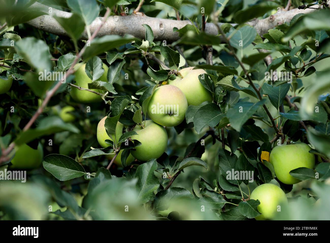 Frutta appesa a un melo in una fattoria Foto Stock