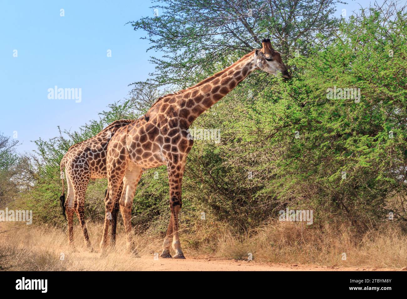 Giraffa sudafricana (Giraffa camelopardalis giraffa) che pascolano su bellissimi alberi di acacia verde, Parco Nazionale di Kruger, Sudafrica Foto Stock