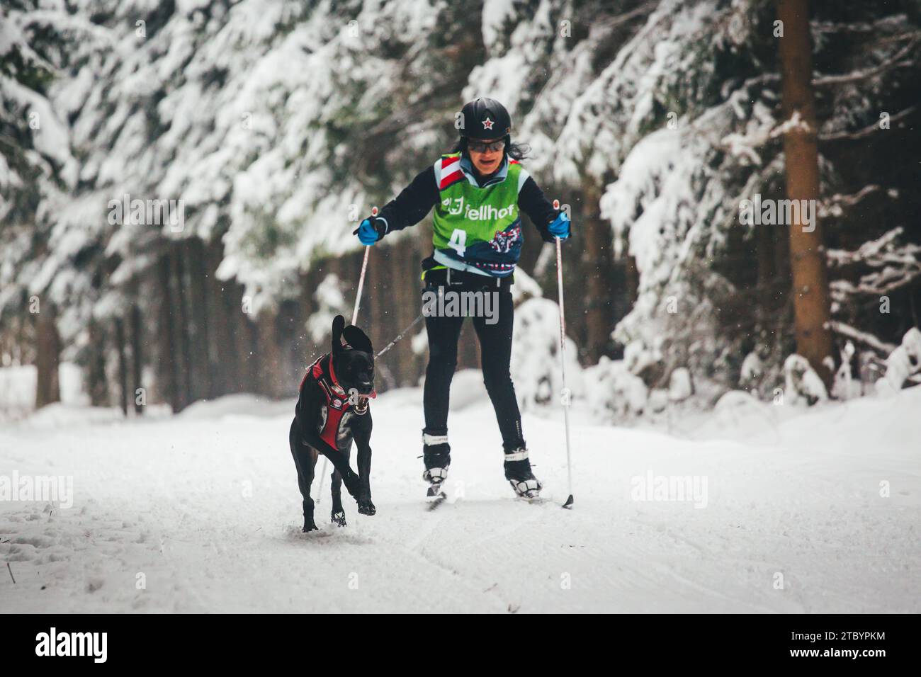 Sci con un Husky dell'Alaska. Ottenschlag, Waldviertel, Austria Foto Stock