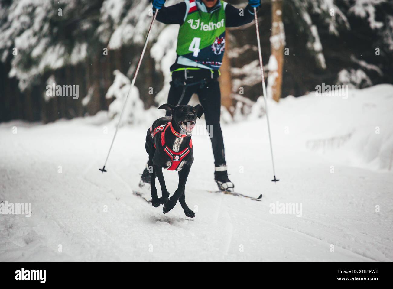 Sci con un Husky dell'Alaska. Ottenschlag, Waldviertel, Austria Foto Stock