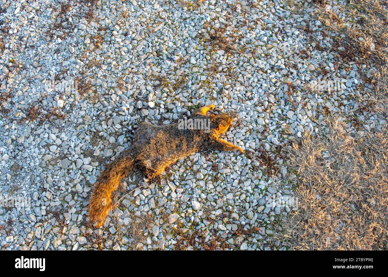 Questo scoiattolo non si arrampicherà più sugli alberi o raccoglierà noci per l'inverno. Ora è oggetto di roadkill e viene appiattito come un pancake Foto Stock