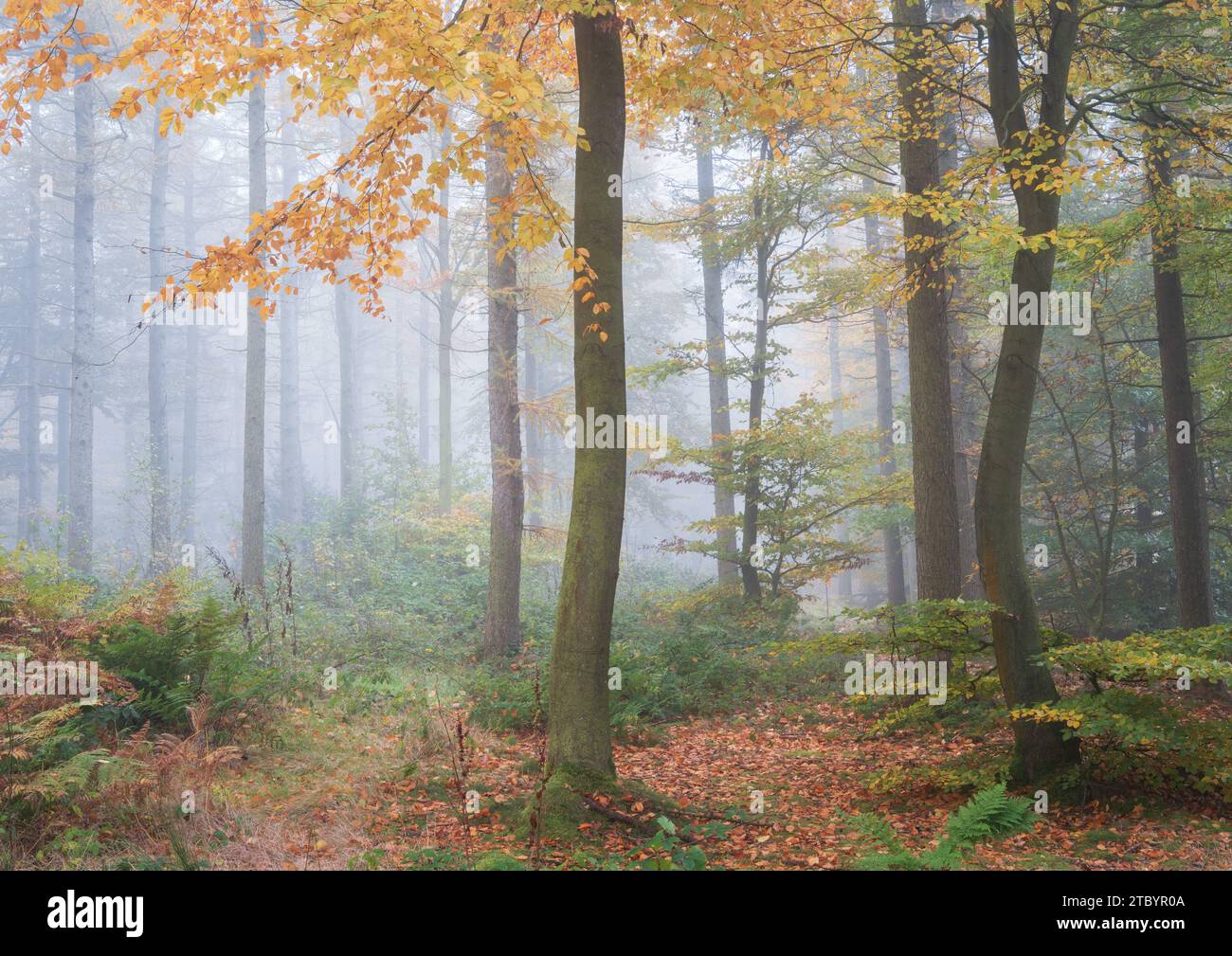 Splendido colore autunnale nel Chevin Forest Park con fitta nebbia che aiuta ad ammorbidire e semplificare la scena. Foto Stock