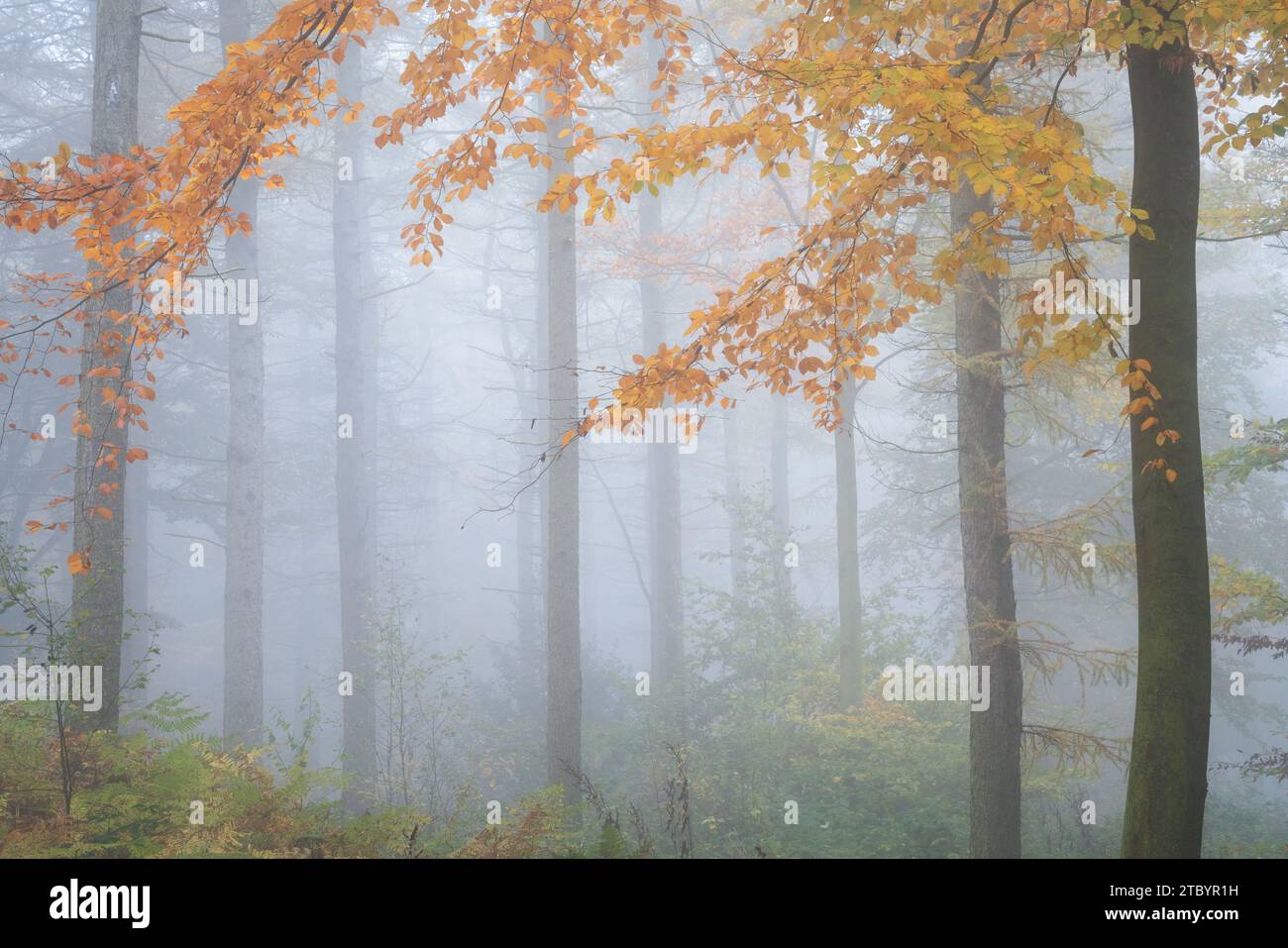 Splendido fogliame autunnale nel Chevin Forest Park, con fitta nebbia che aiuta ad ammorbidire e semplificare la scena. Foto Stock