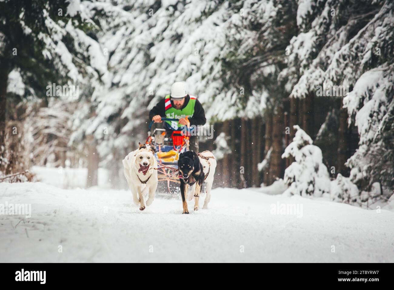 Corse di cani da slitta con Huskies. Ottenschlag, Waldviertel, Austria Foto Stock