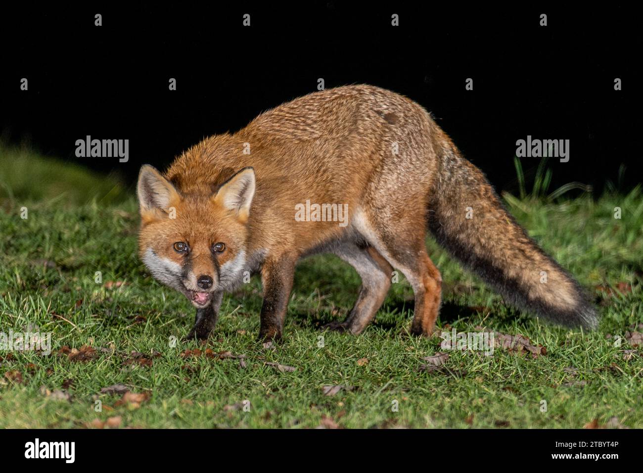 Volpe di campagna rurale Foto Stock