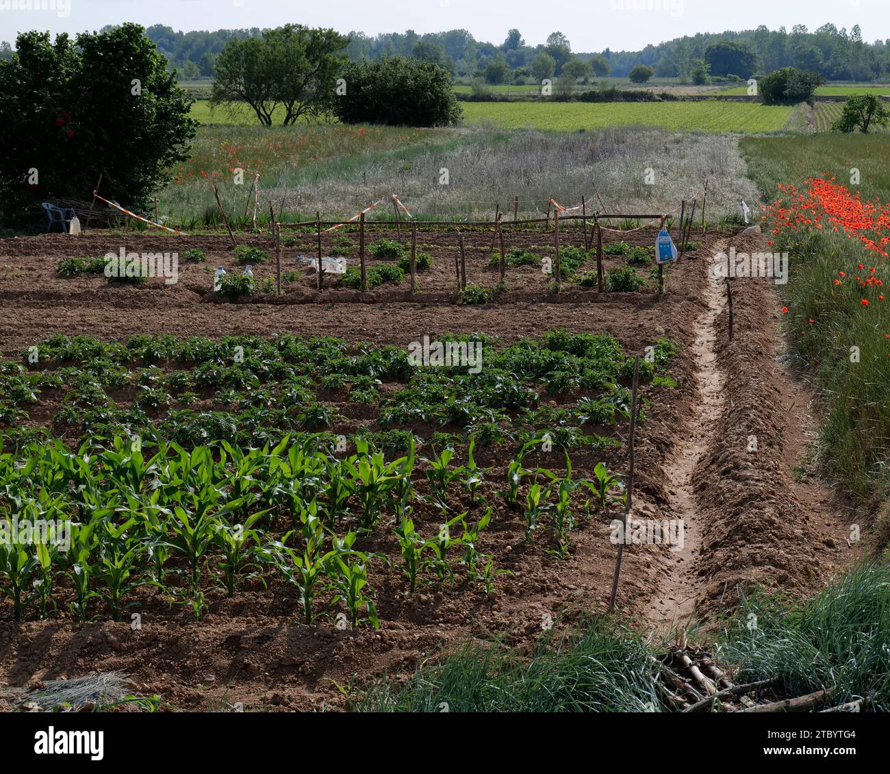 Colture coltivate in un'area vicino al villaggio di Bretocino , Castiglia e León, Spagna nord-occidentale, Europa Foto Stock