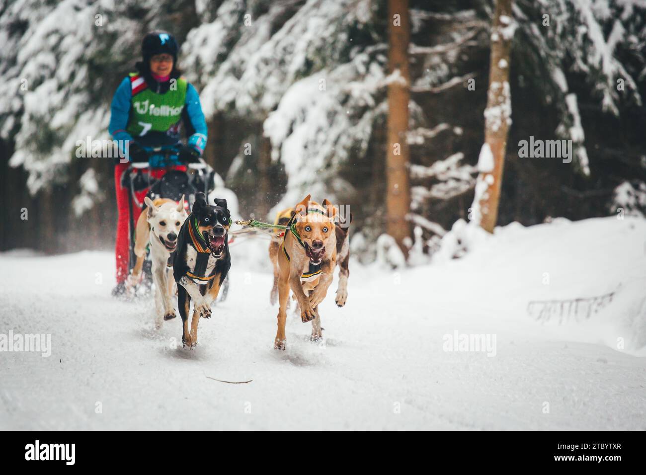 Corse di cani da slitta con Alaskan Huskies. Ottenschlag, Waldviertel, Austria Foto Stock