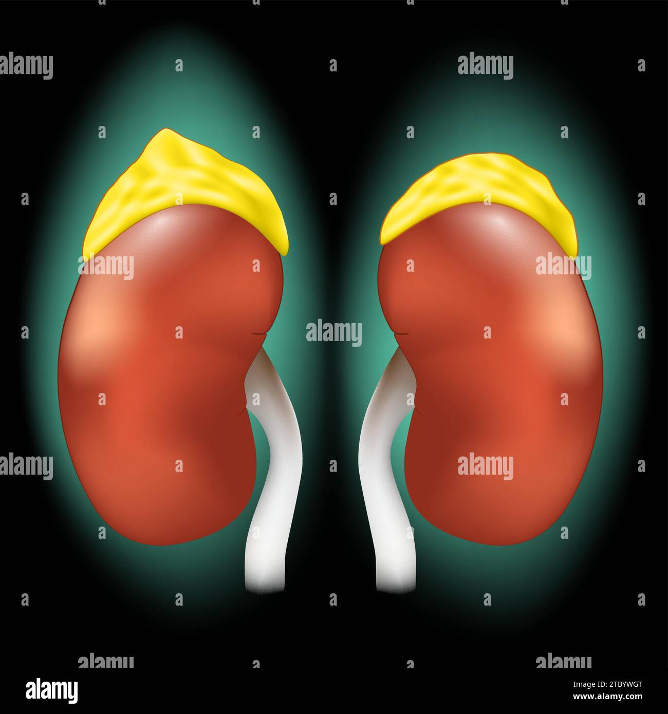 Ghiandole surrenali. Reni realistici e ghiandole soprarenali con effetto luminoso. Sistema endocrino. Anatomia del corpo umano. Immagine per la progettazione sanitaria. Vettore Illustrazione Vettoriale