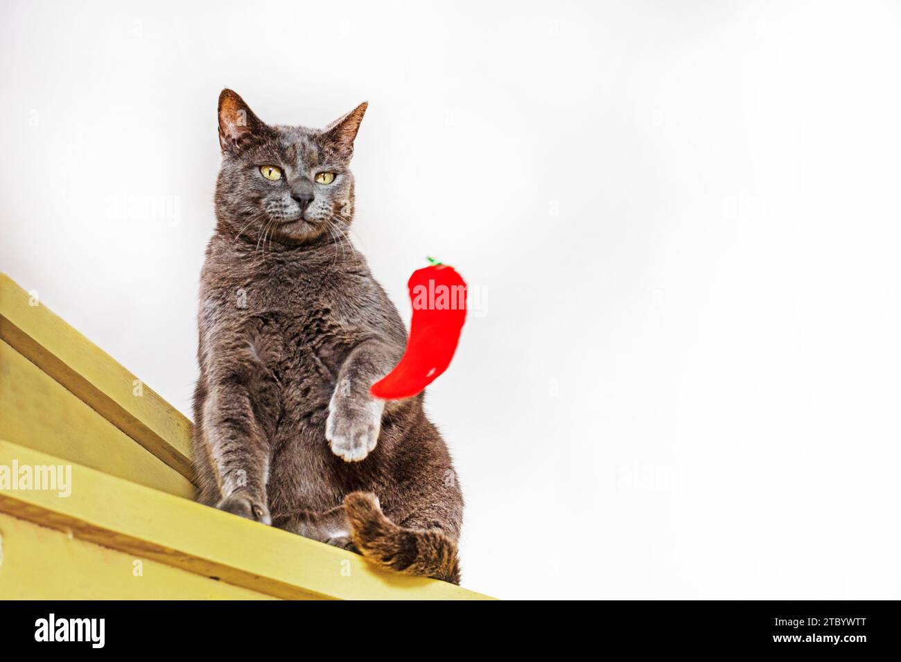 Il gatto birmano gioca con un morbido giocattolo rosso sui gradini di legno Foto Stock