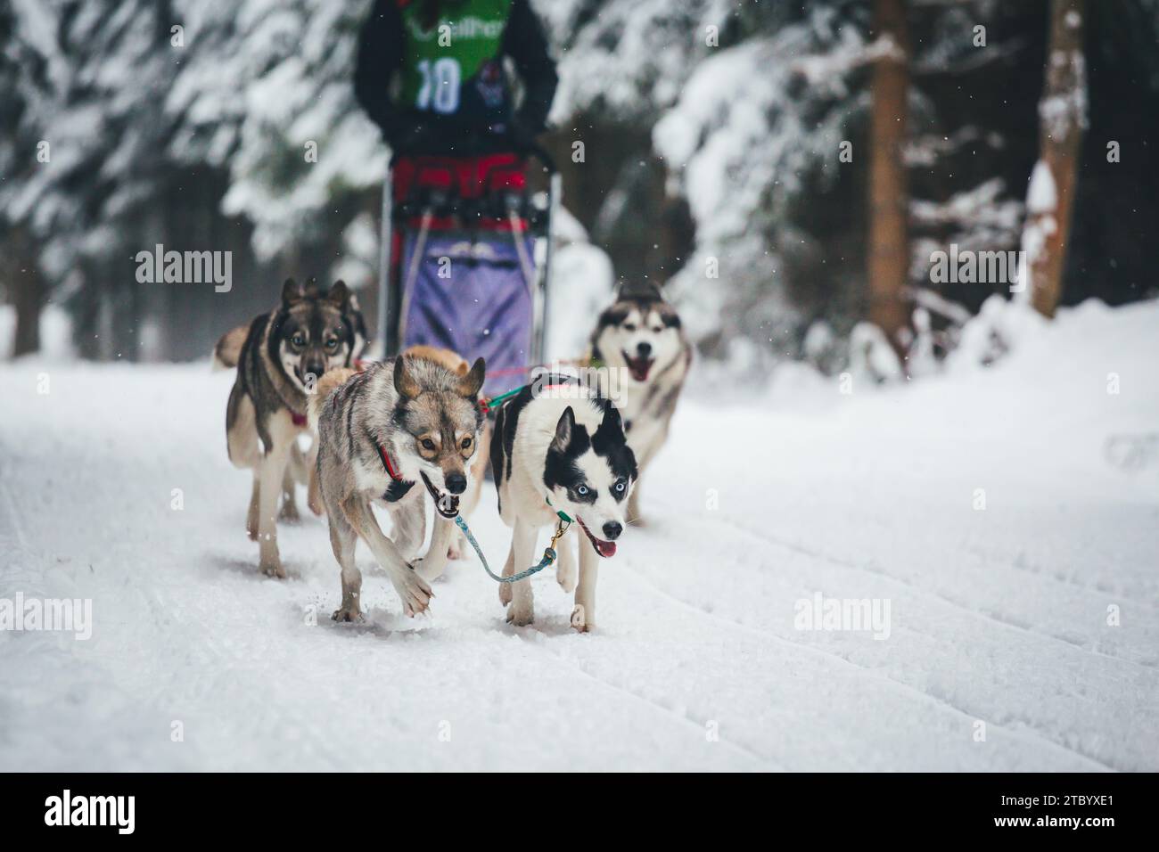 Corse di cani da slitta con Huskies. Ottenschlag, Waldviertel, Austria Foto Stock