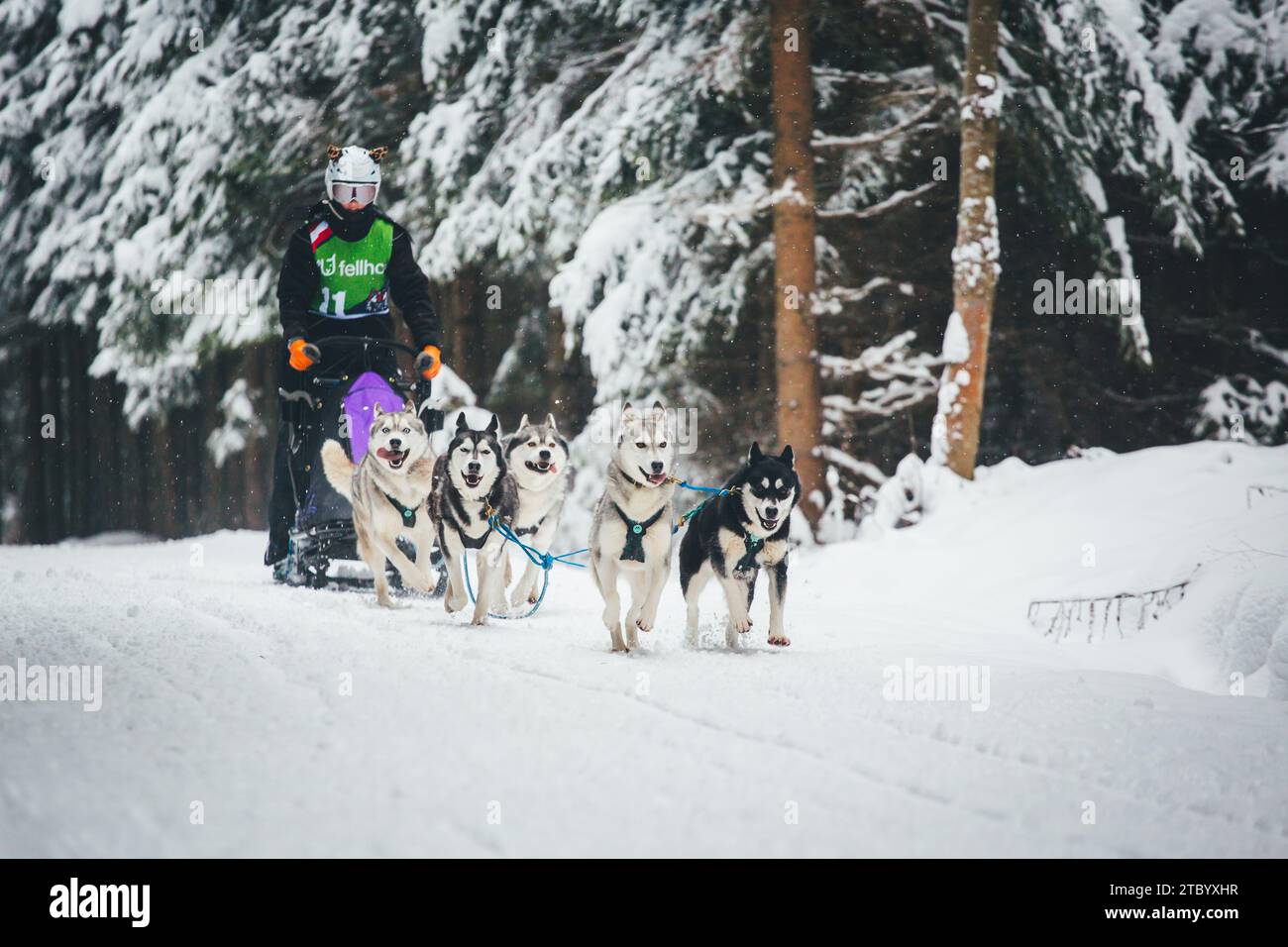Corse di cani da slitta con Huskies. Ottenschlag, Waldviertel, Austria Foto Stock
