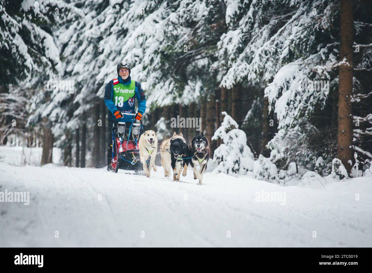 Corse di cani da slitta. Ottenschlag, Waldviertel, Austria Foto Stock