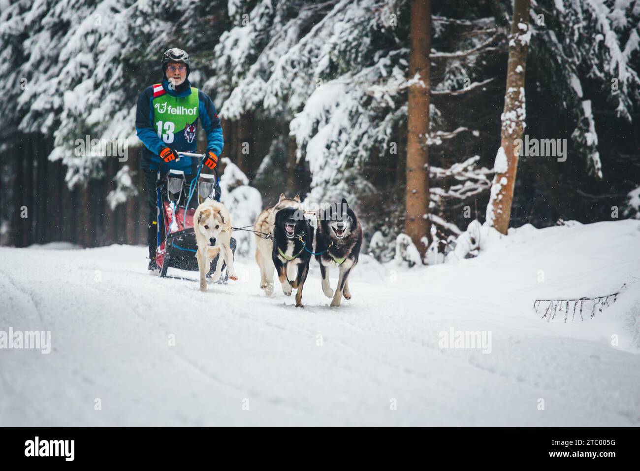 Corse di cani da slitta. Ottenschlag, Waldviertel, Austria Foto Stock