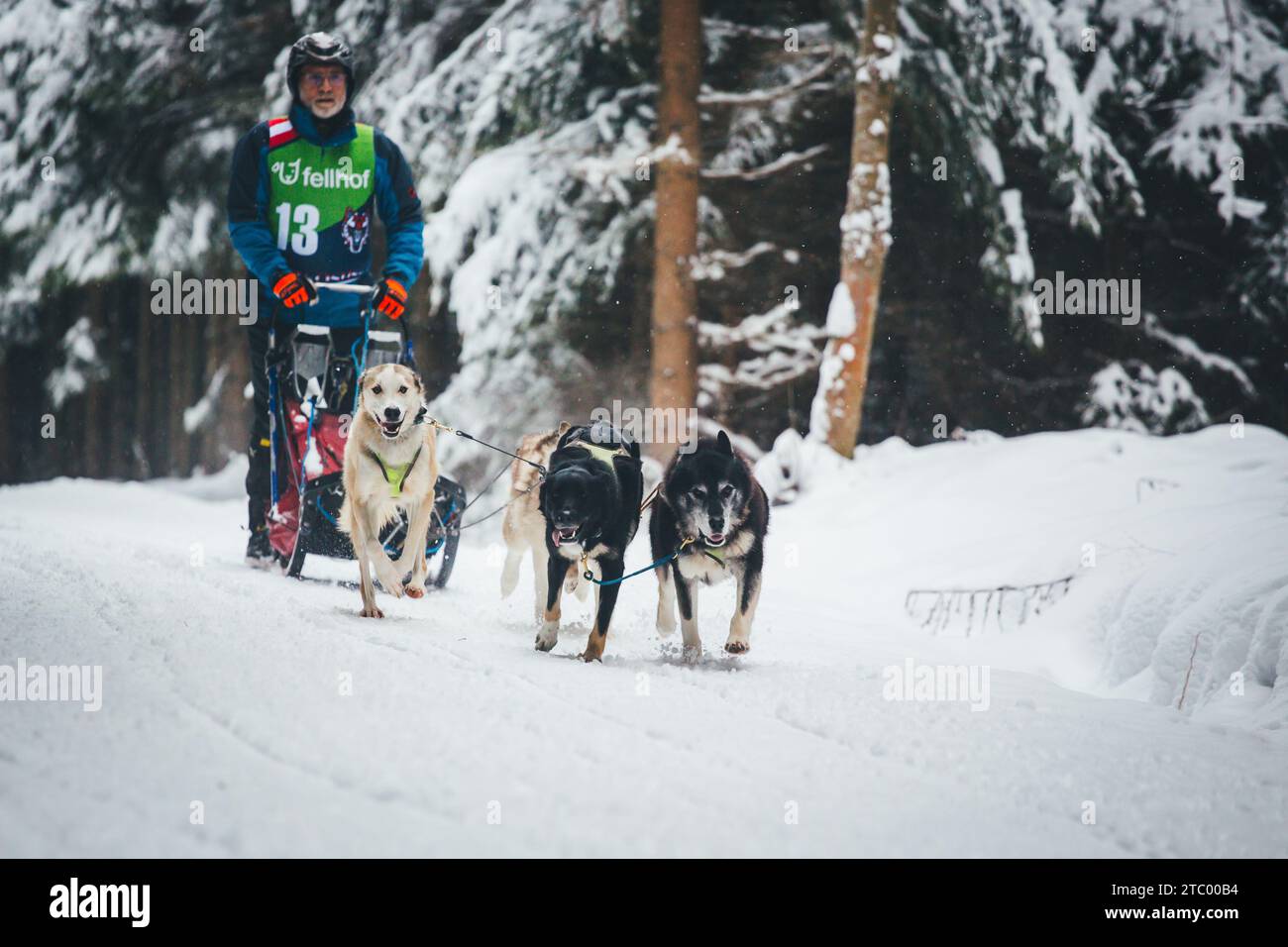 Corse di cani da slitta. Ottenschlag, Waldviertel, Austria Foto Stock