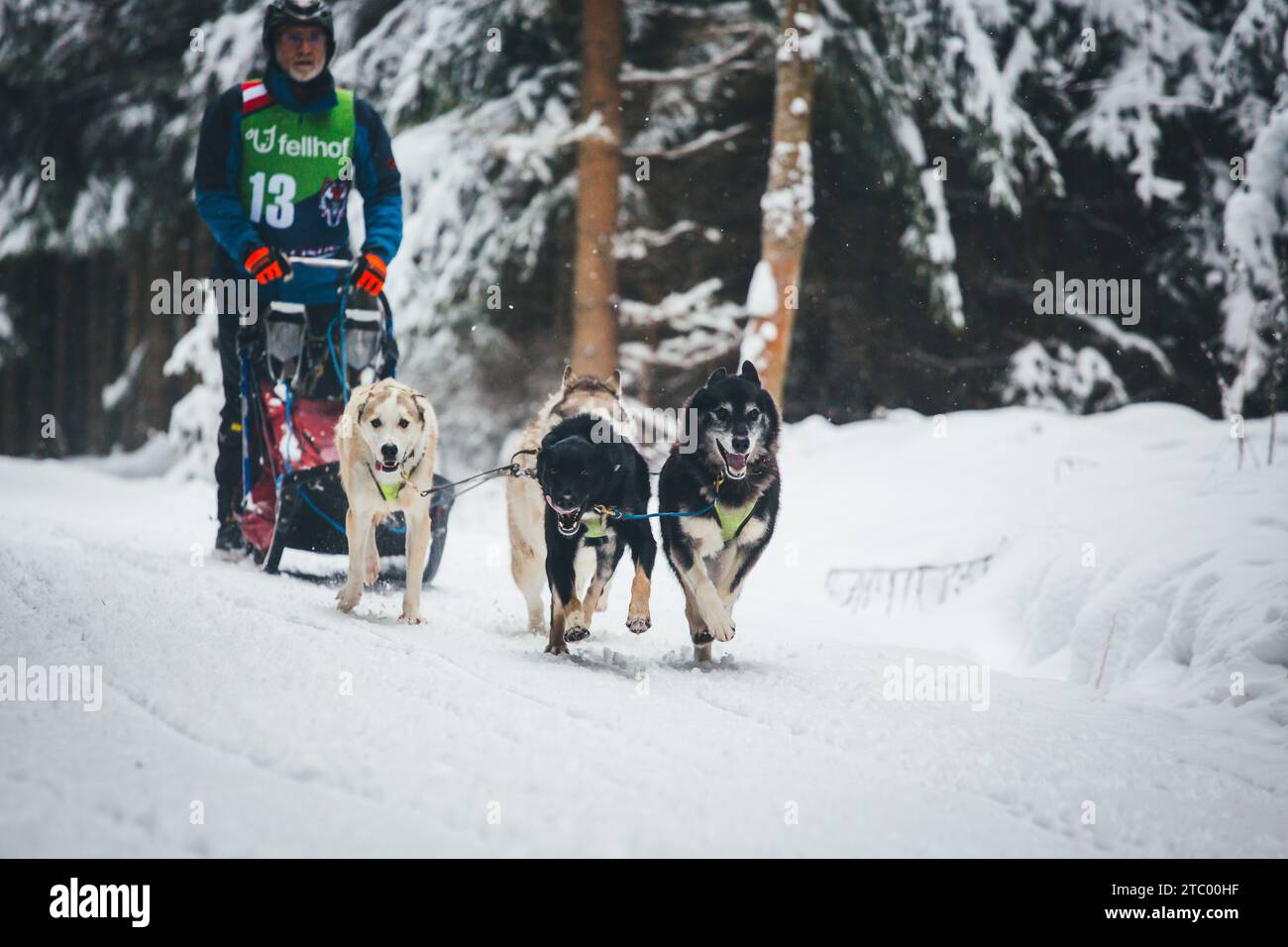 Corse di cani da slitta. Ottenschlag, Waldviertel, Austria Foto Stock