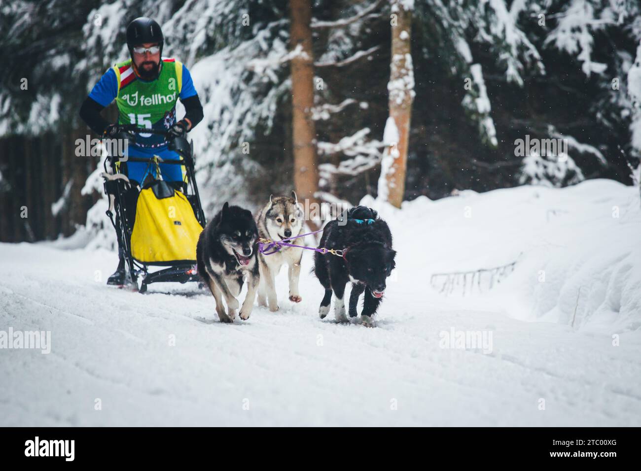 Corse di cani da slitta. Ottenschlag, Waldviertel, Austria Foto Stock