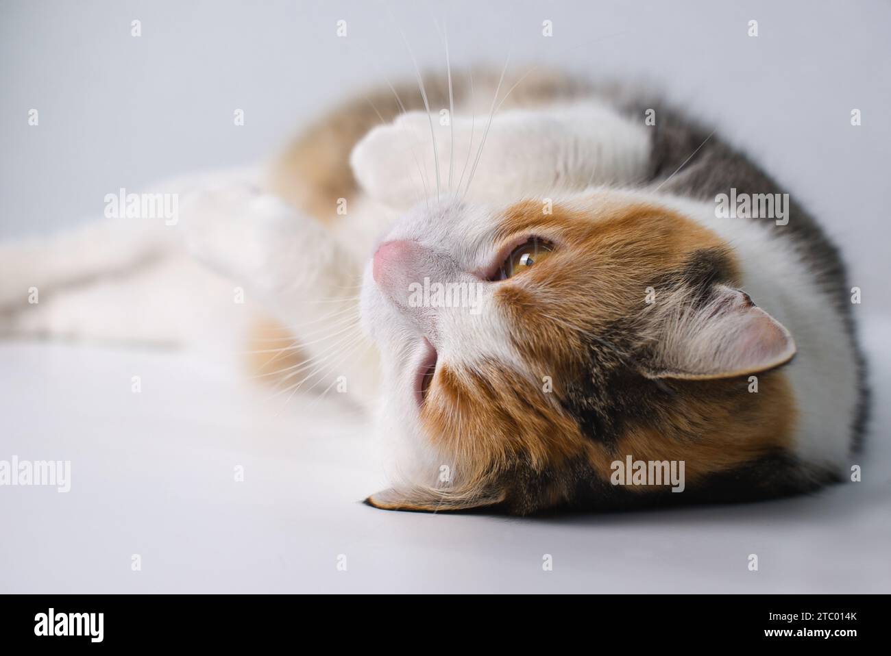 Gatto fortunato tricolore sdraiato su un tavolo bianco con sfondo bianco. Il gatto ha occhi dorati-arancioni e pelliccia bianca, arancione e marrone Foto Stock