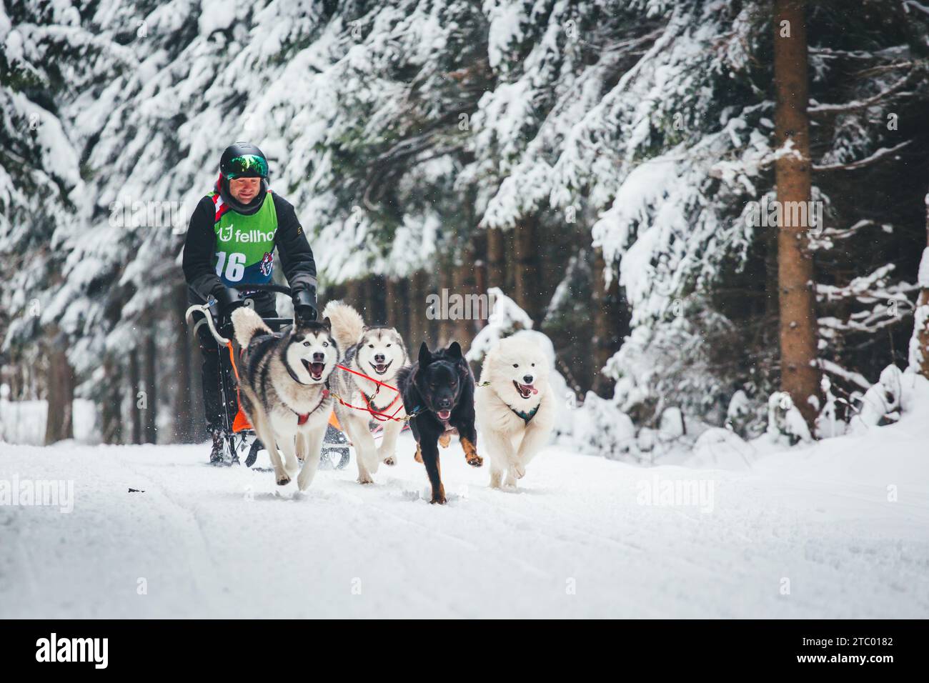 Corse di cani da slitta. Ottenschlag, Waldviertel, Austria Foto Stock