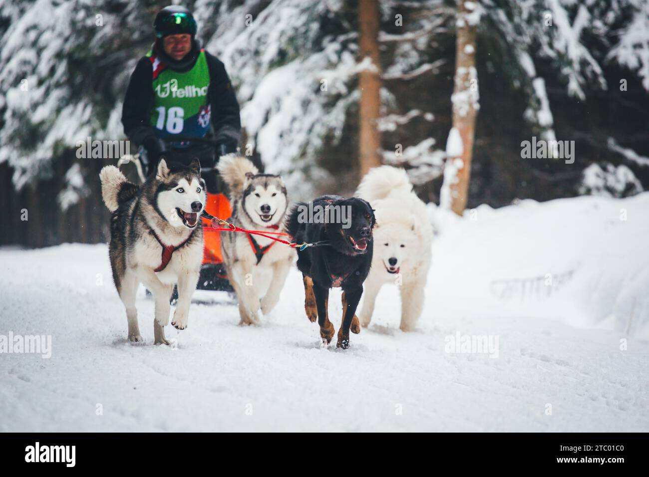 Corse di cani da slitta. Ottenschlag, Waldviertel, Austria Foto Stock