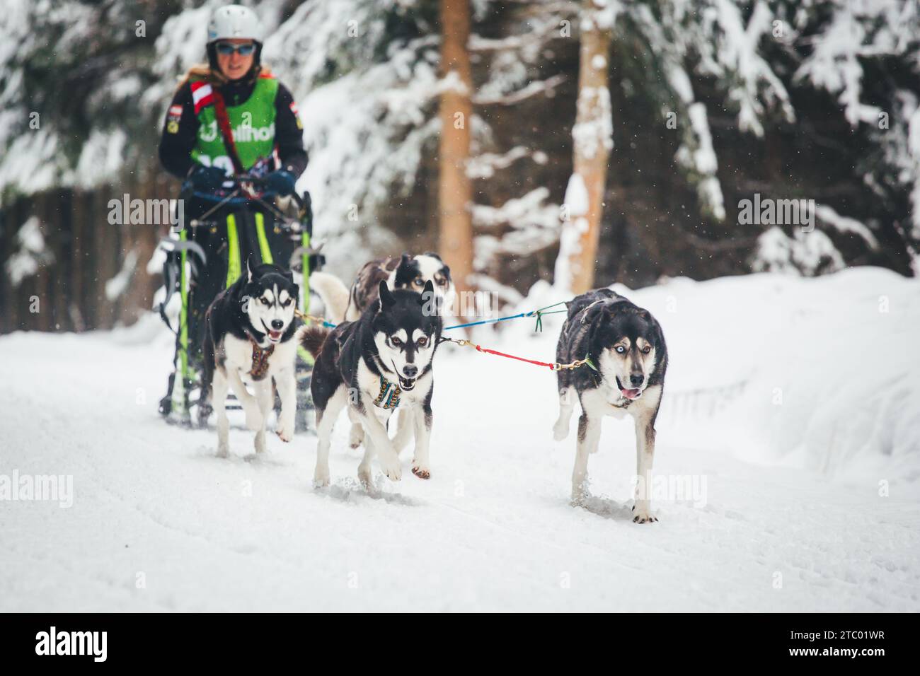 Corse di cani da slitta con Huskies. Ottenschlag, Waldviertel, Austria Foto Stock
