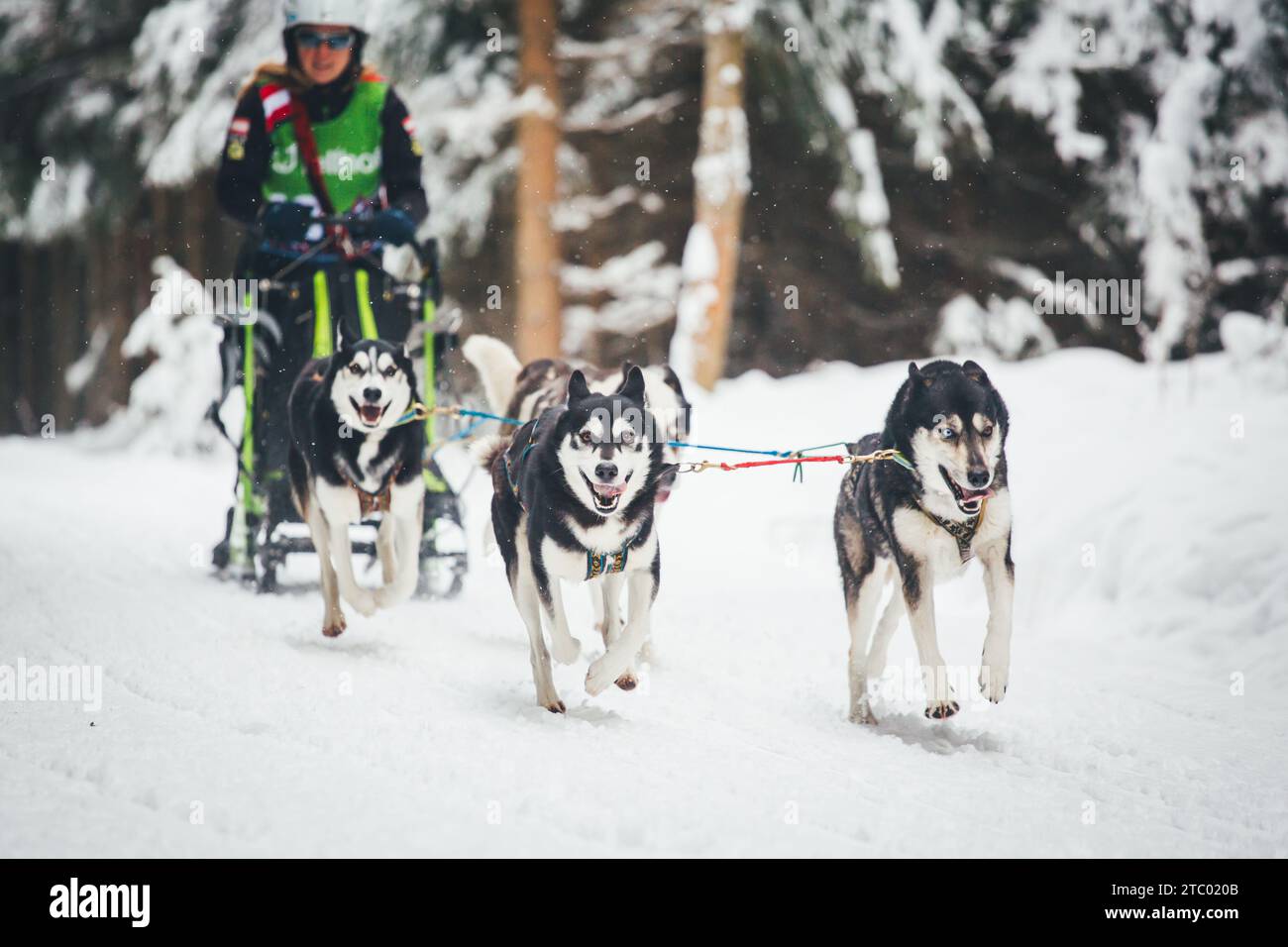 Corse di cani da slitta con Huskies. Ottenschlag, Waldviertel, Austria Foto Stock