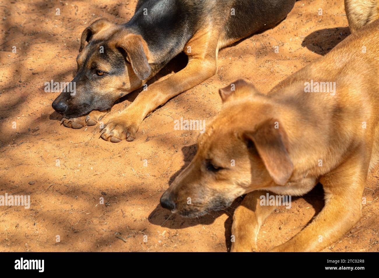 due cani da fattoria africani riposati al sole, il villaggio del botswana Foto Stock