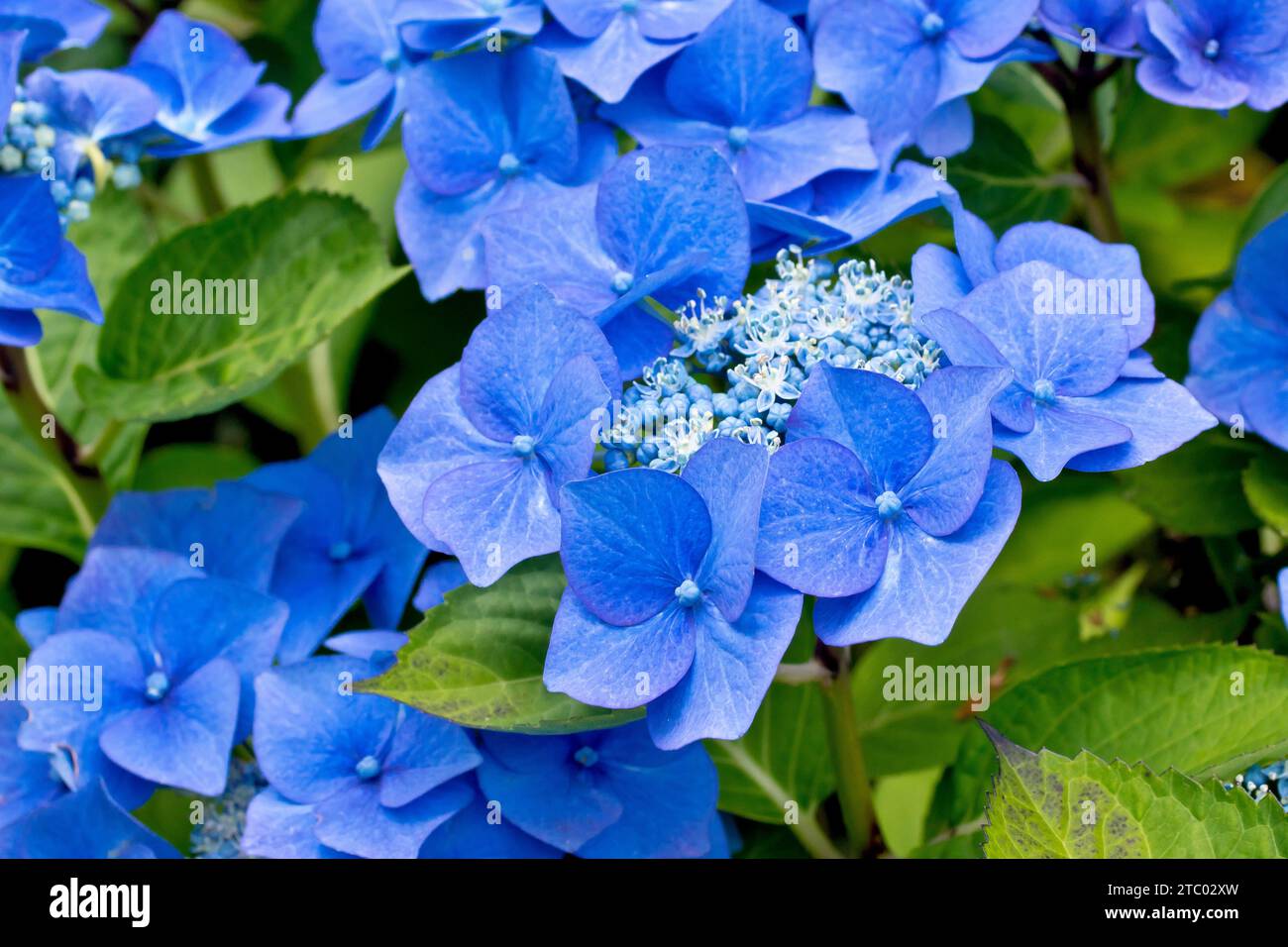 Blue Lace Cap Hydrangea, primo piano focalizzandosi su un'unica testata di fiori dell'arbusto che mostra i grandi fiori esterni blu e i fiori interni più piccoli. Foto Stock